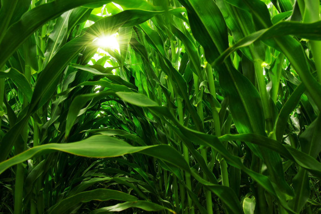 Phosphorus_Fertilizer_Nutrients_Plant