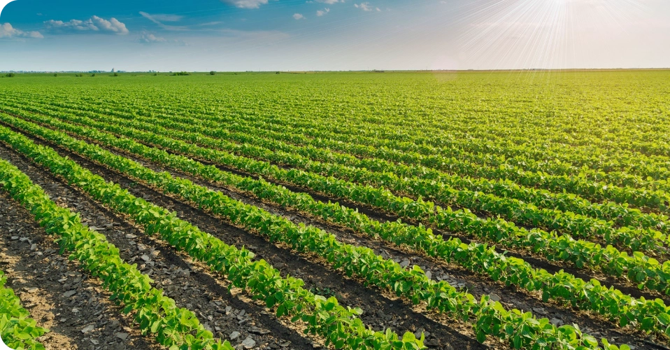 Soybean field