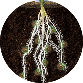 Crystal Green releases nutrients