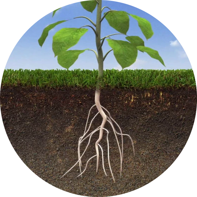 Crop root system