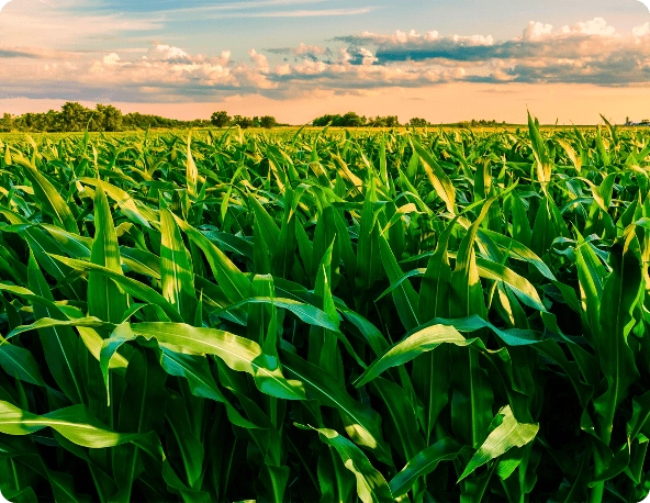 Corn field