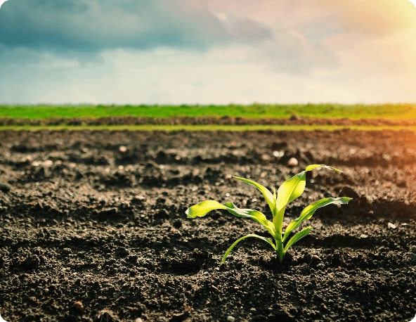 Soil Fixation Min
