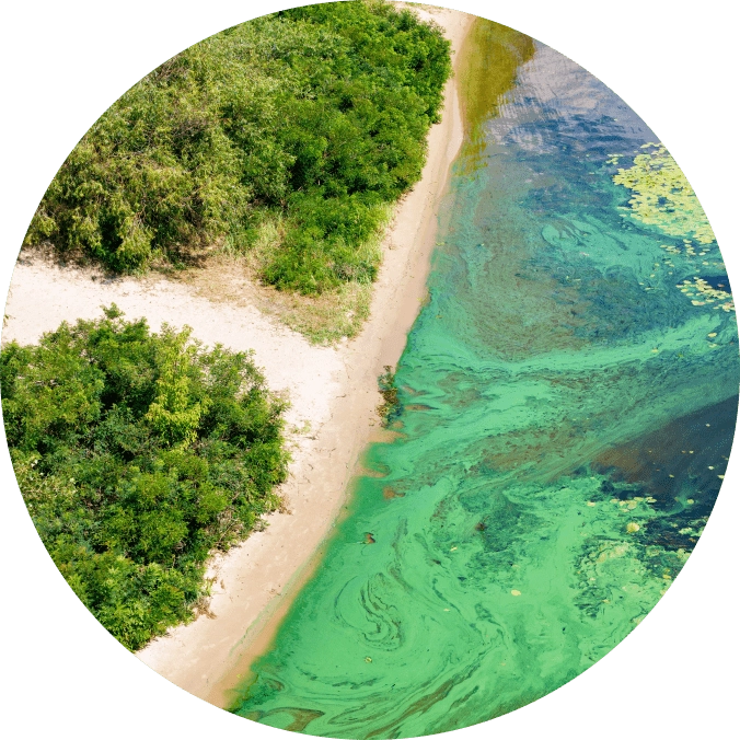 Algae bloom in a lake