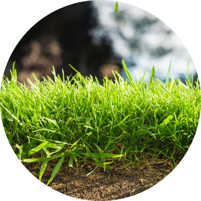 Turf Roots
