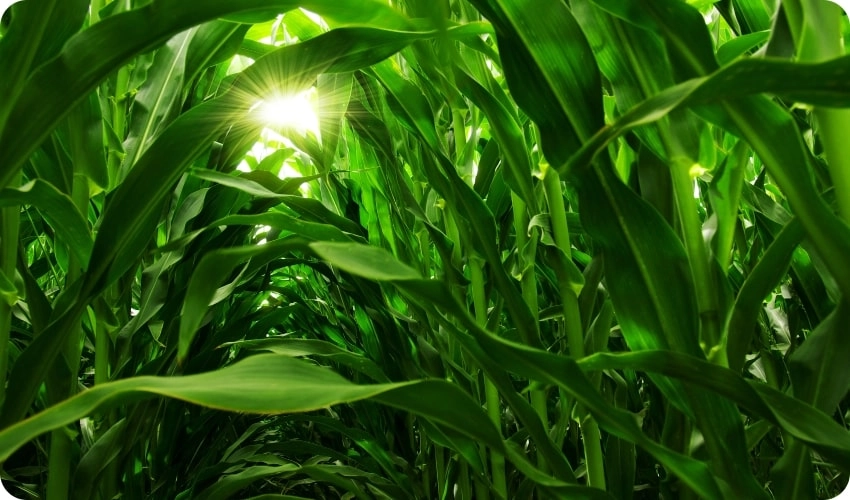 Healthy corn in the field