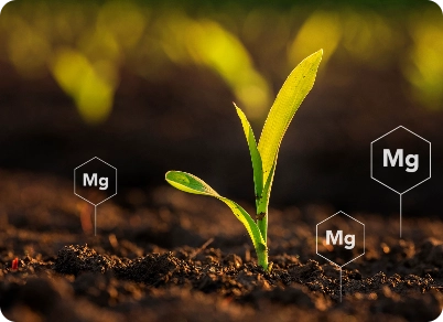 Nutrients Mg Banner