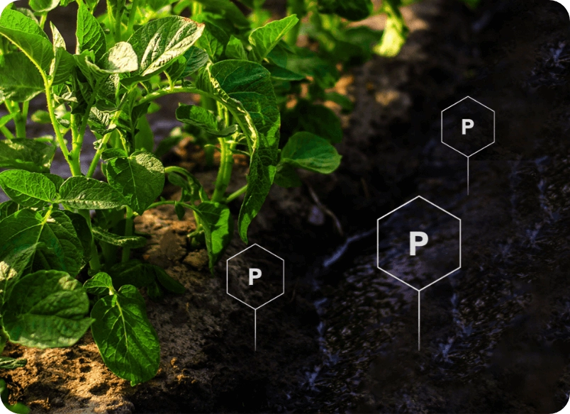 Nutrients Potato Edited
