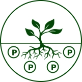 Phosphorous Icon