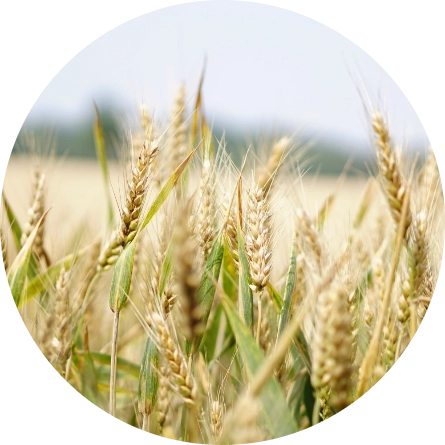Wheat field