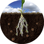 Crystal Green releases nutrients