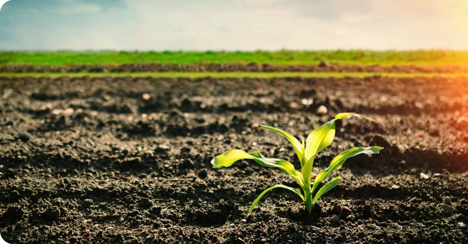 Early emergence corn