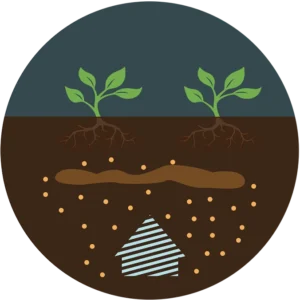 Efficient nutrient uptake