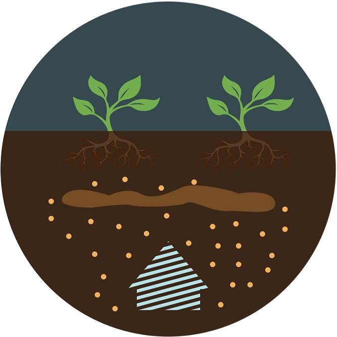 Efficient nutrient uptake
