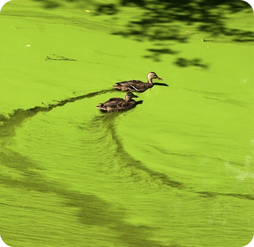 Ducks in algae bloom