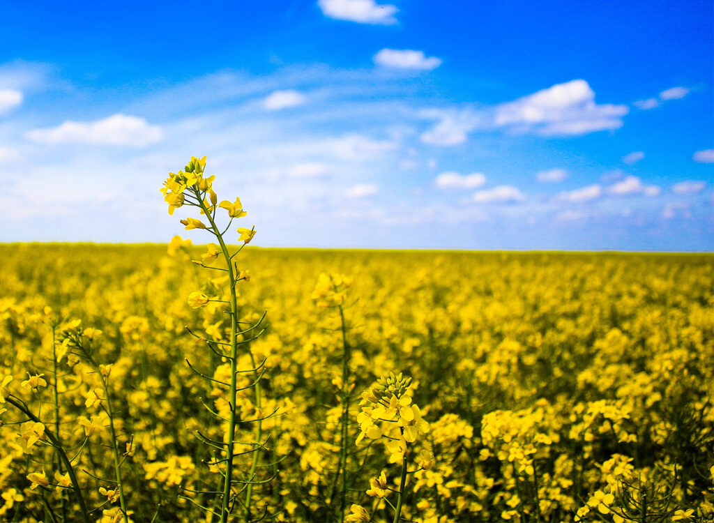 Cn Ag Canola Field 1500px