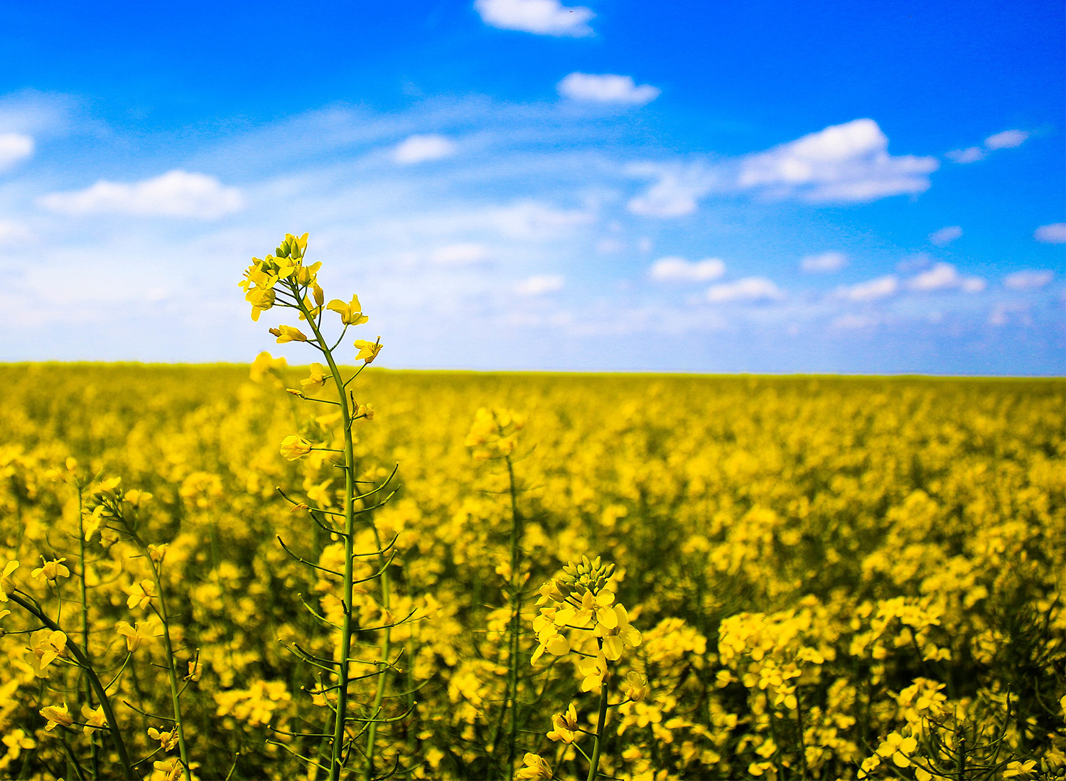 Ostara Inc. Launches CGP2X in Western Canada: Phosphorus, Perfected ...
